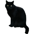 Black Cat Sticker APK