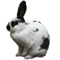 Bunny Sticker