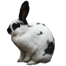 Bunny Sticker-APK