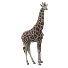 Giraffe Sticker icon