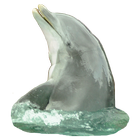 Dolphin Sticker ícone