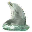 Dolphin Sticker APK