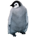 Emperor Penguin Sticker APK
