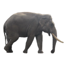 Elephant Sticker-APK