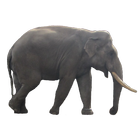 Elephant Sticker icône
