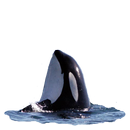 Killer Whale Spyhop Sticker-APK