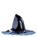 Killer Whale Spyhop Sticker APK