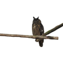Horned Owl Sticker-APK