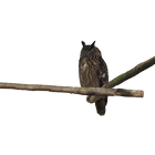 Horned Owl Sticker icône