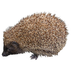 Hedgehog Sticker أيقونة