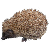 Hedgehog Sticker アイコン