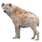 Hyena Sticker 图标