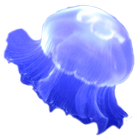 Jellyfish Sticker icône