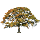 Oak Tree Fall Sticker APK