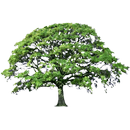 Oak Tree Summer Sticker APK