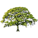 Oak Tree Spring Sticker APK