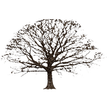 Oak Tree Winter Sticker icône