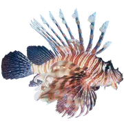 Lionfish Sticker