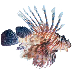 download Lionfish Sticker APK