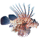 Lionfish Sticker APK