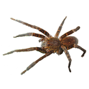Spider Tarantula Sticker-APK