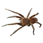 Spider Tarantula Sticker icône