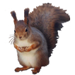 ”Squirrel Sitting Sticker