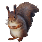 Squirrel Sitting Sticker ikona