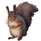 Squirrel Sitting Sticker ícone