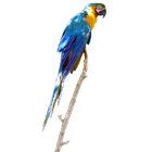 Parrot Blue Sticker Zeichen