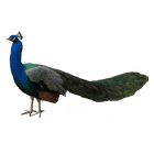 Peacock Sticker ไอคอน