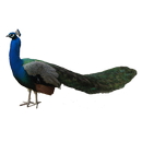 Peacock Sticker APK