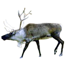 Reindeer Sticker APK