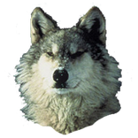 ”Wolf Sticker