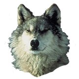 Wolf Sticker icône