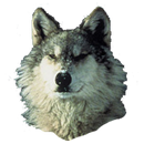 Wolf Sticker APK