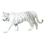 ”White Tiger Sticker
