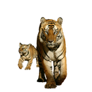 Tiger with Cub Sticker-APK