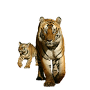 Tiger with Cub Sticker APK