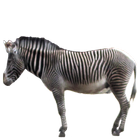 Zebra Sticker icône