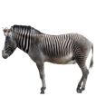 Zebra Sticker