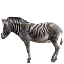 Zebra Sticker APK