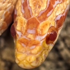 Serpent De Orange LWP icône