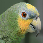 Orange Winged Amazon Parrot Sound : Parrot Singing icône