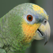Orange Winged Amazon Parrot Sound : Parrot Singing
