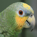 Orange Winged Amazon Parrot Sound : Parrot Singing APK