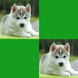 ikon Juego de Memoria con Animales