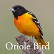 Oriole Bird Sounds