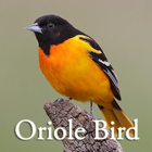 Oriole Bird Sounds آئیکن