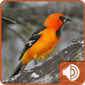Oriole Bird Sounds